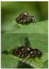 Paragus sp.